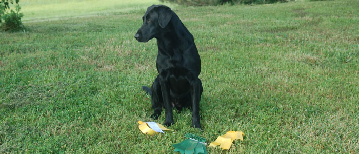 Two second places and a RJ for Lucky!