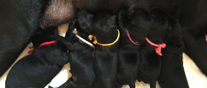 Bruiser in white yarn, later black collar