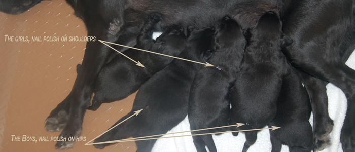 Bruiser has white nail polish  at tail base