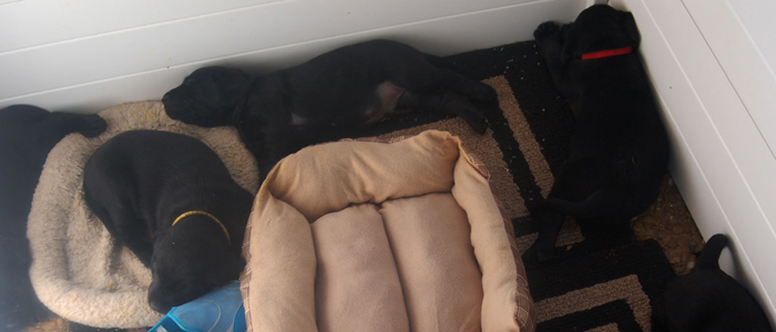 Bruiser Center Stage