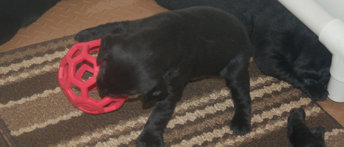 This is a funny ball