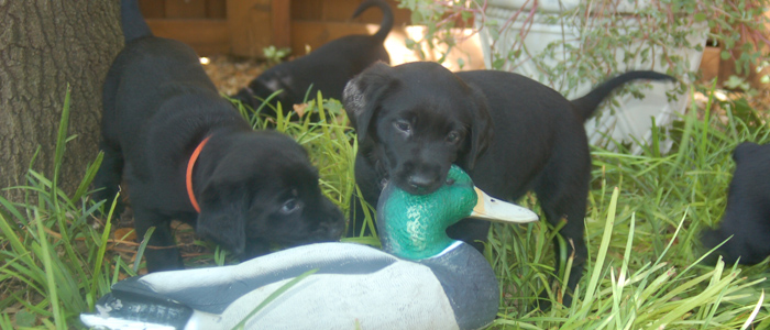 Bruiser on the right