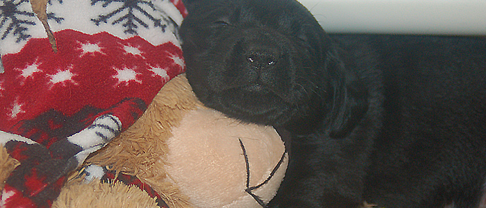 smiles from the Bruiser