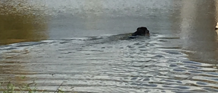 Butch at 7 months, out for a water single.