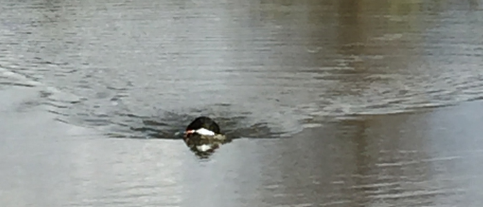 Butch at 7 months, back with his bird.
