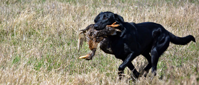 Derby First Place Coastal Bend