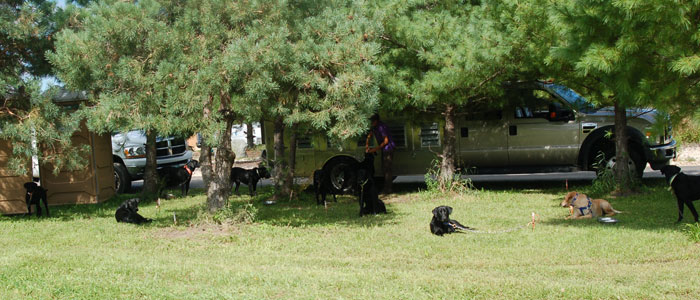 staked out enjoying the shade