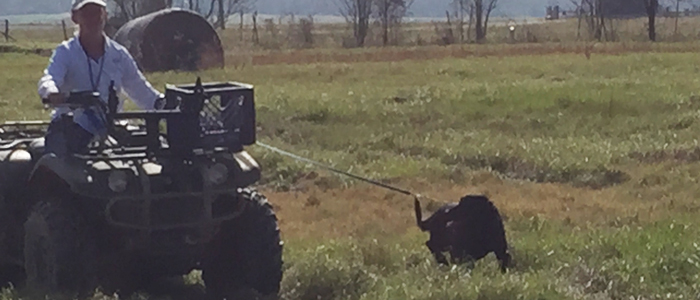 moving dogs to the line, one at a time, using an ATV.