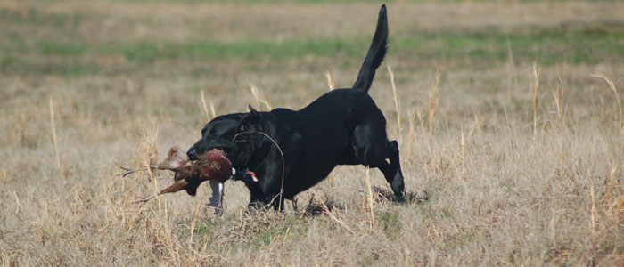 and returns a happy dog, bird in mouth