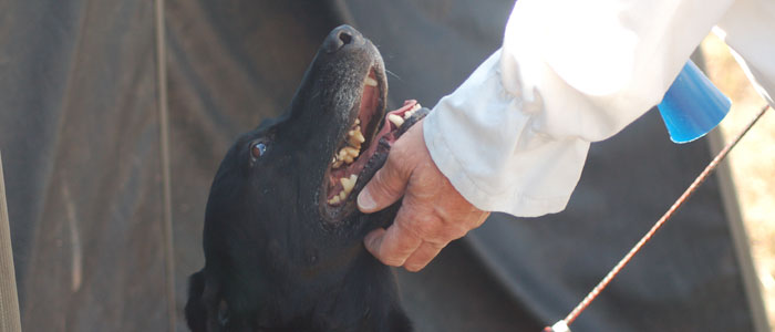 I love you Dad, but lets get some birds please