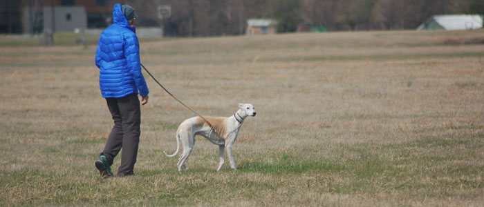 A lady and her beloved Whippet