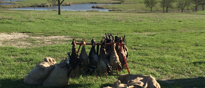 Lots of ducks