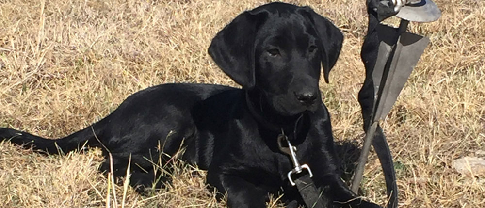 Ruger